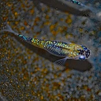 海シリーズ　イルカ　オーロララメ　猫　5個セット 楽天市場】オーロラホワイトラメめだか 10匹セット / オーロラ